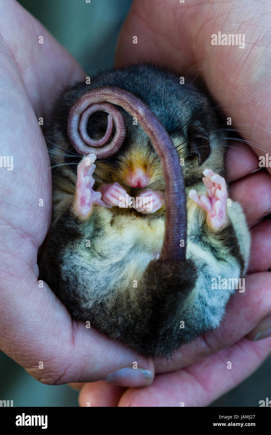 A critically endangered Mountain Pygmy Possum hibernating in a zoo keppers hands. Stock Photo