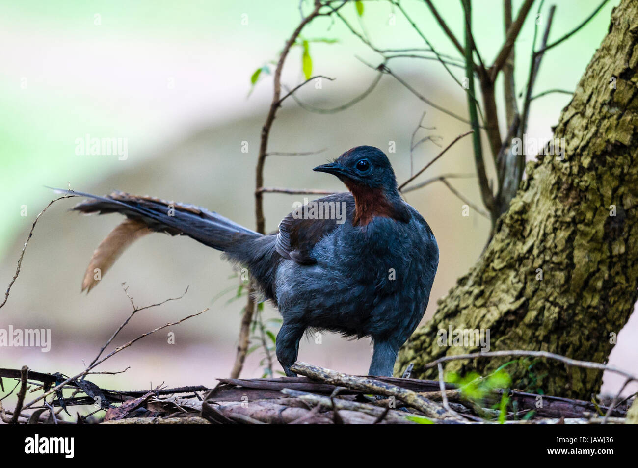 A Superb Lyrebird foraging in the forest understorey. Stock Photo