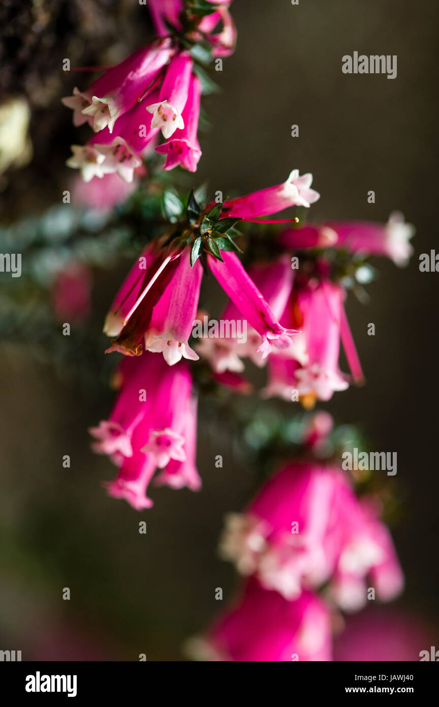 The delicate pink petals of a Fuchsia Heath flower. Stock Photo