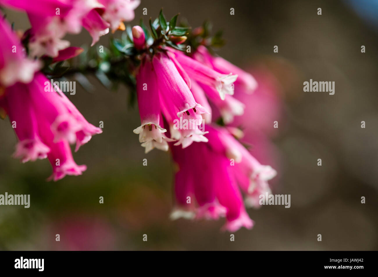 The delicate pink petals of a Fuchsia Heath flower. Stock Photo