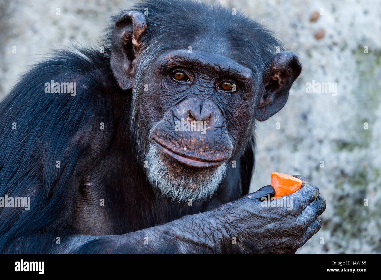 The bright inquisitive eyes and leathery face of a Chimpanzee eating a carrot. Stock Photo