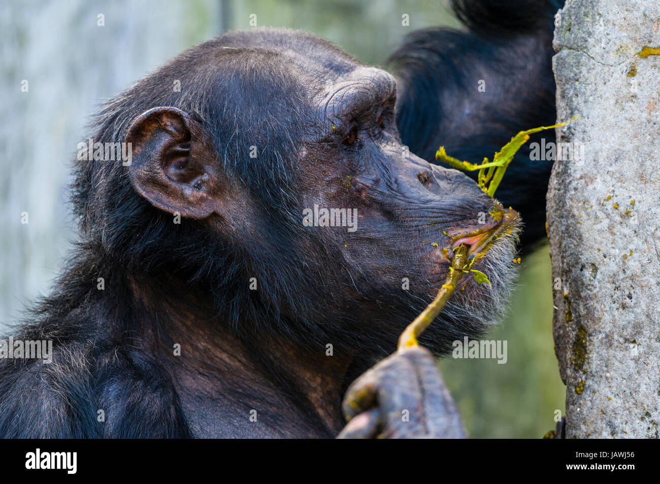 A Chimpanzee using a twig as an tool to collect food from an artificial termite mound. Stock Photo