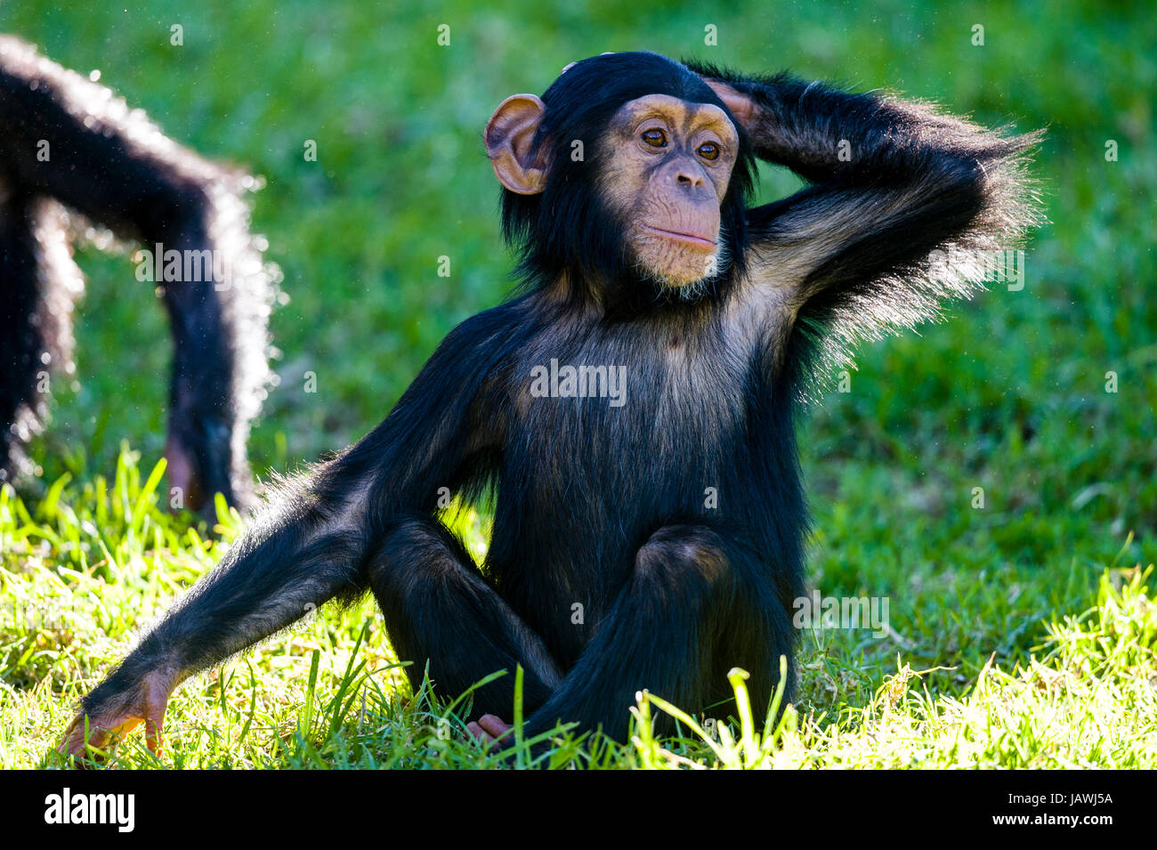 A curious infant Chimpanzee scratching the back of its head. Stock Photo