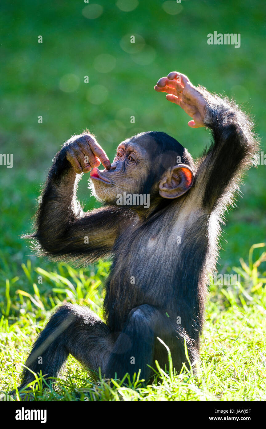 An infant Chimpanzee sitting and touching its nose with its finger ...