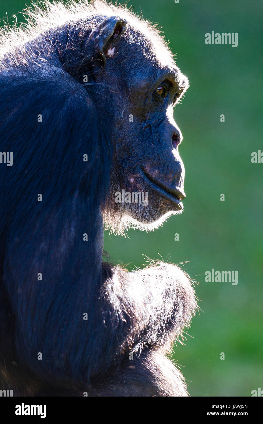 The hairy head of an elderly Chimpanzee backlit by the early morning sun. Stock Photo