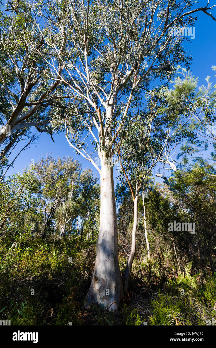 A Queensland Blue Gum eucalyptus tree in a Sputum Gum Forest. Stock Photo