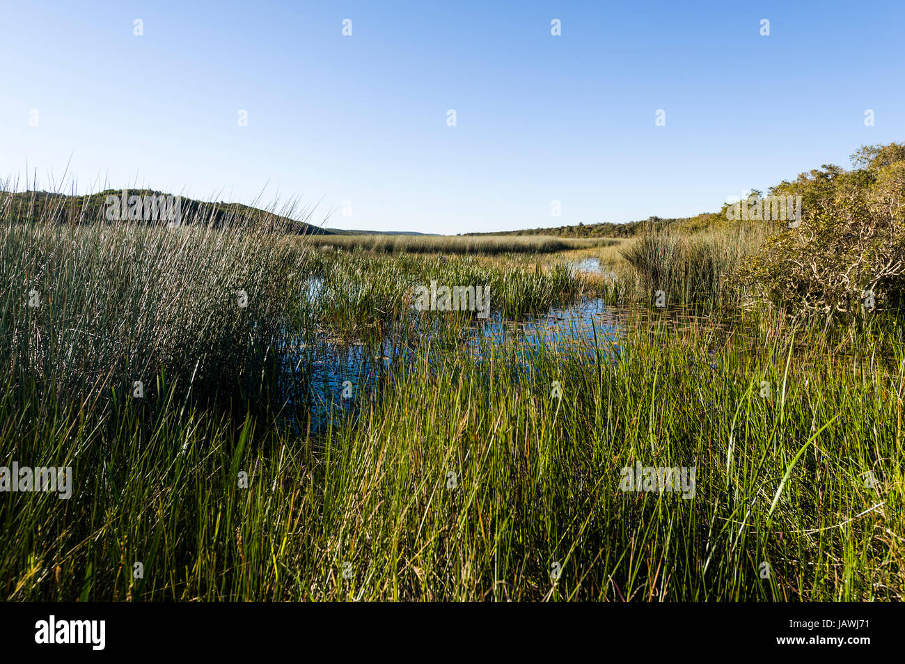 A freshwater wetland and reed bed surrounded by sand dunes. Stock Photo
