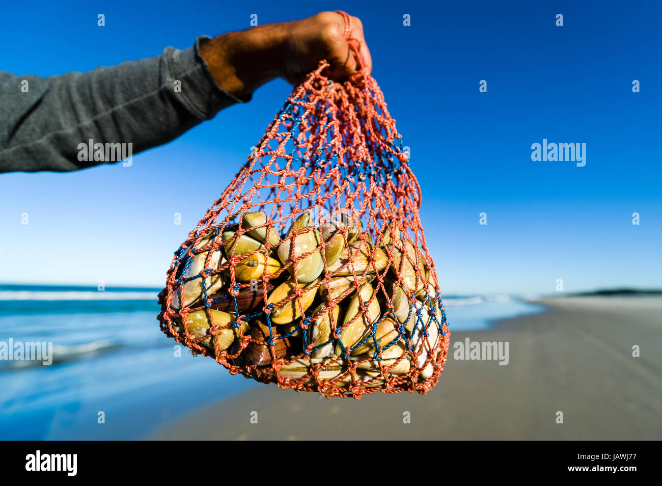 A woven bag carrying bi-valve shells called pipi harvested on a beach. Stock Photo