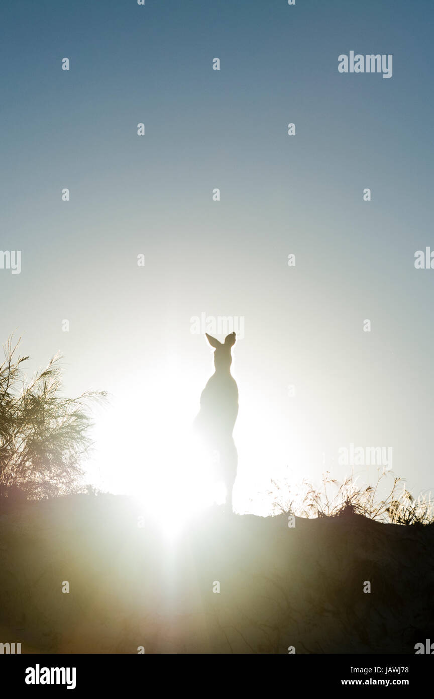 A silhouette of an Eastern Grey Kangaroo on a beach sand dune at sunset. Stock Photo