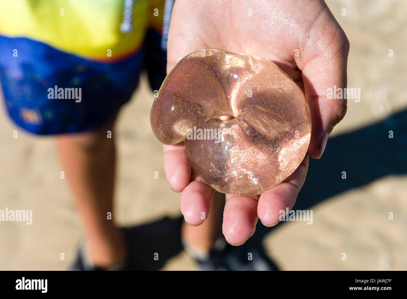 A boy holds a egg case of a Conical Sand Snail. Stock Photo