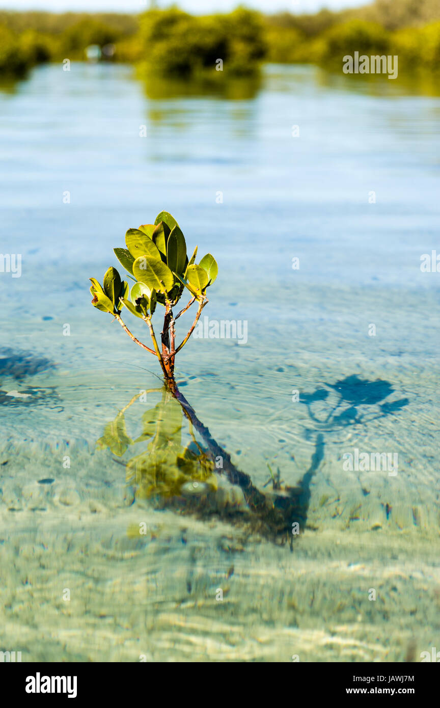 A Grey Mangrove tree sapling growing in the shallows of a lagoon. Stock Photo