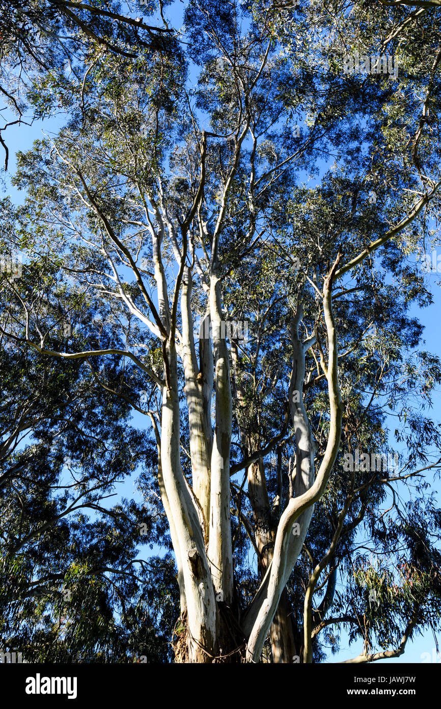 The tall trunks and interconnected canopy of a White Stringybark eucalyptus tree. Stock Photo