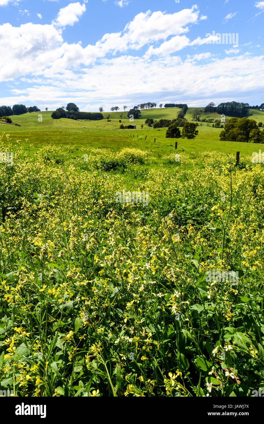 A field of yellow canola flowers on a farm in lush rolling hills Stock ...