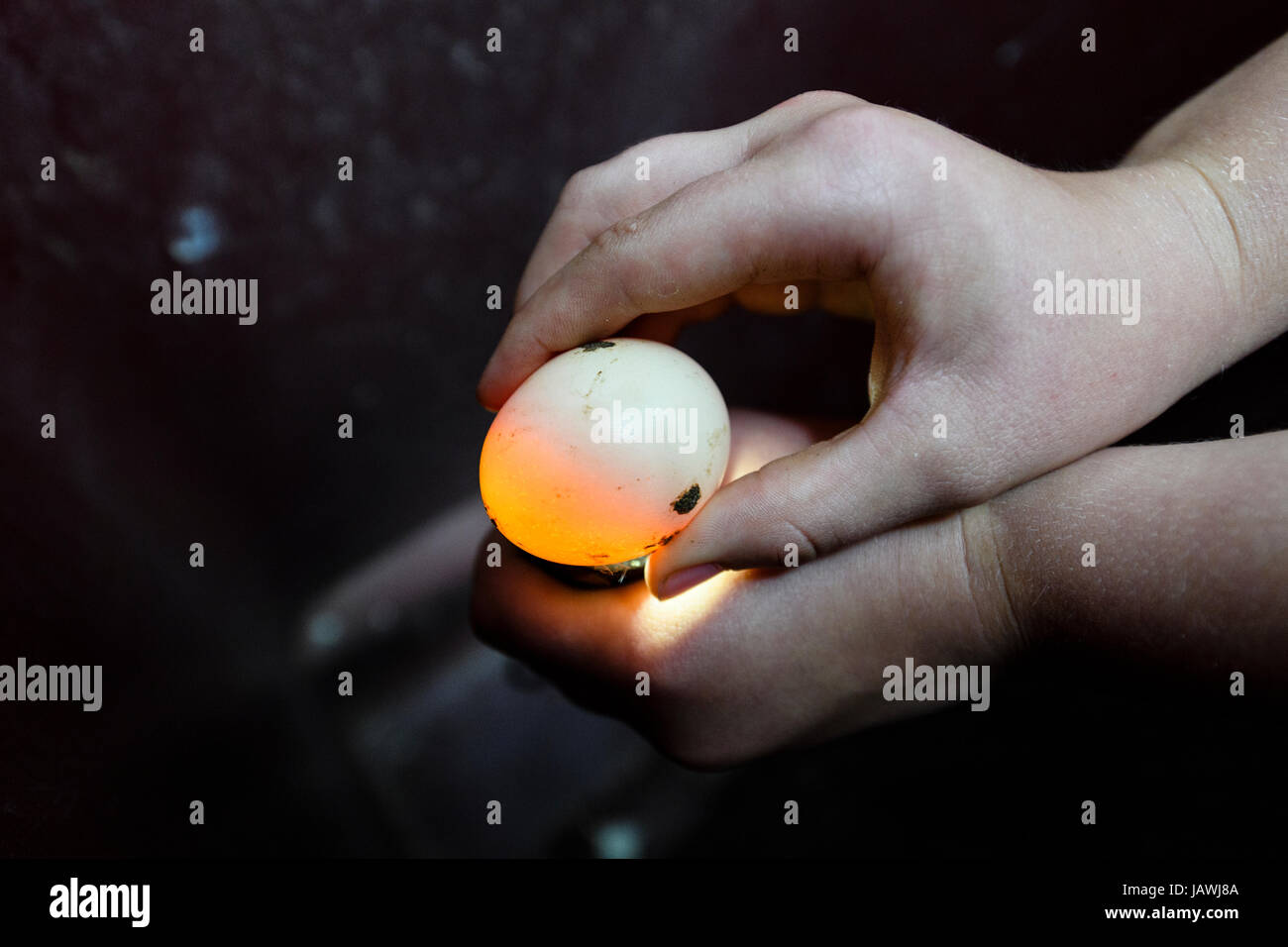 A boy candles a chicken egg on a farm to see it is developing into a chick. Stock Photo