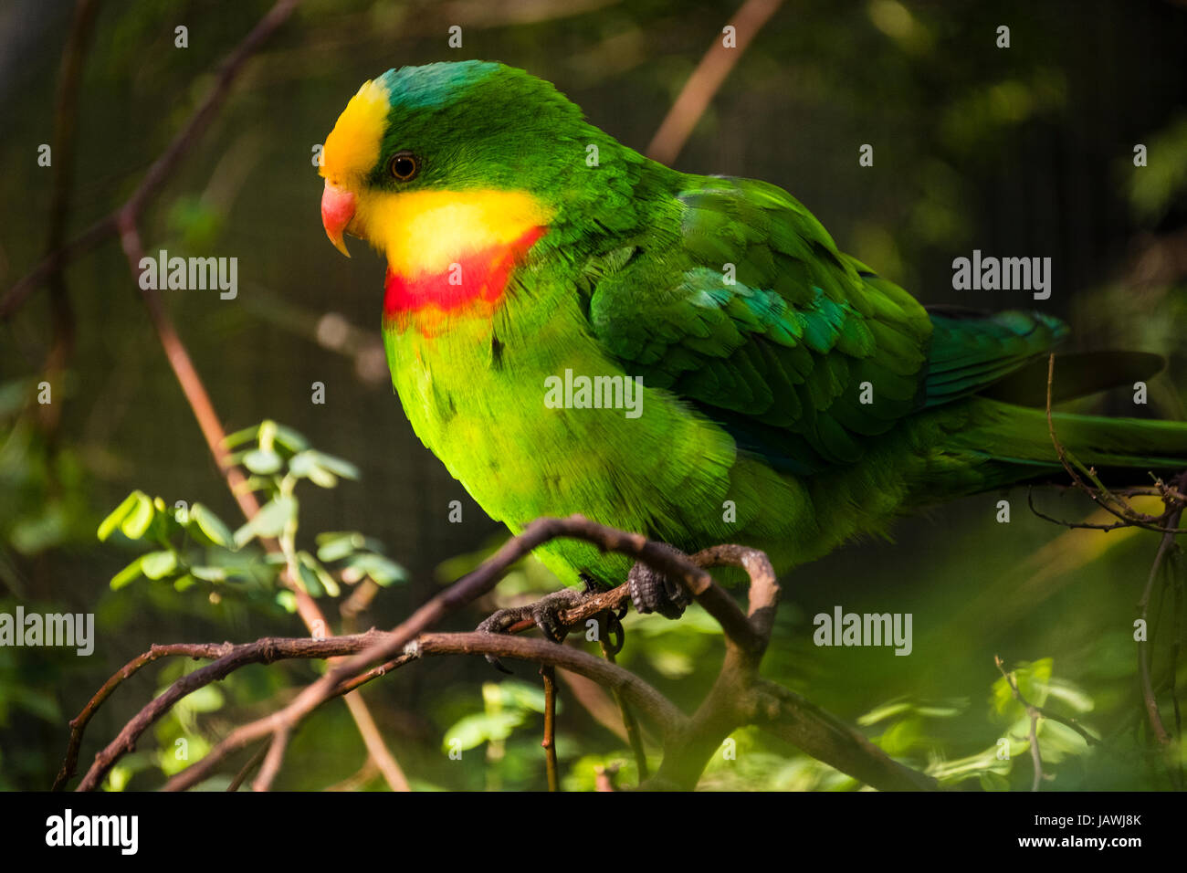 A colourful yellow and red Superb Parrot roosting in a tree. Stock Photo