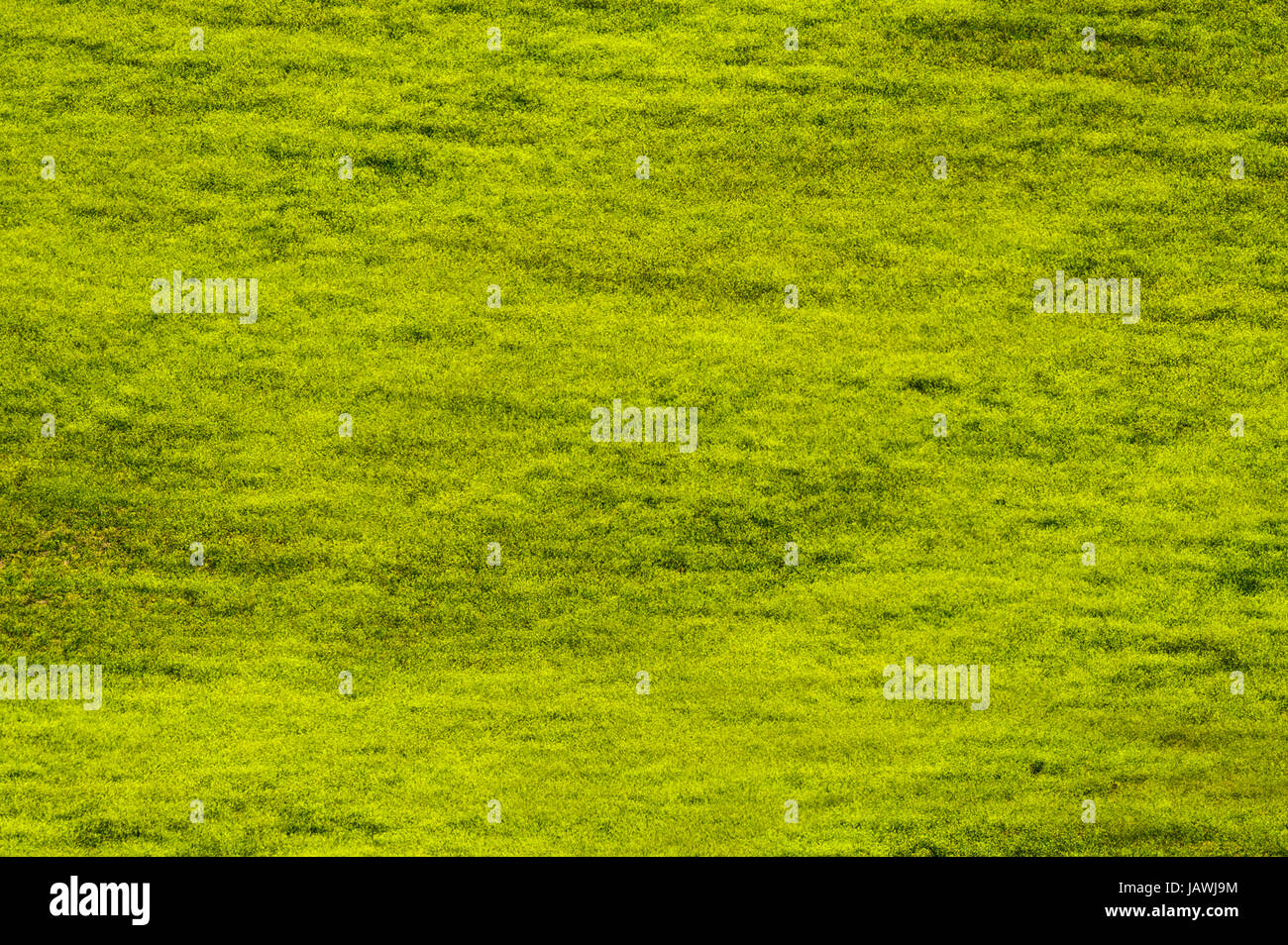 A lush green agricultural crop on a farm in the Andes mountains. Stock Photo