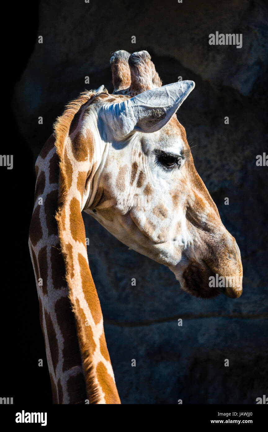 A Giraffe turning its head on its long neck to listen with its ears alert. Stock Photo