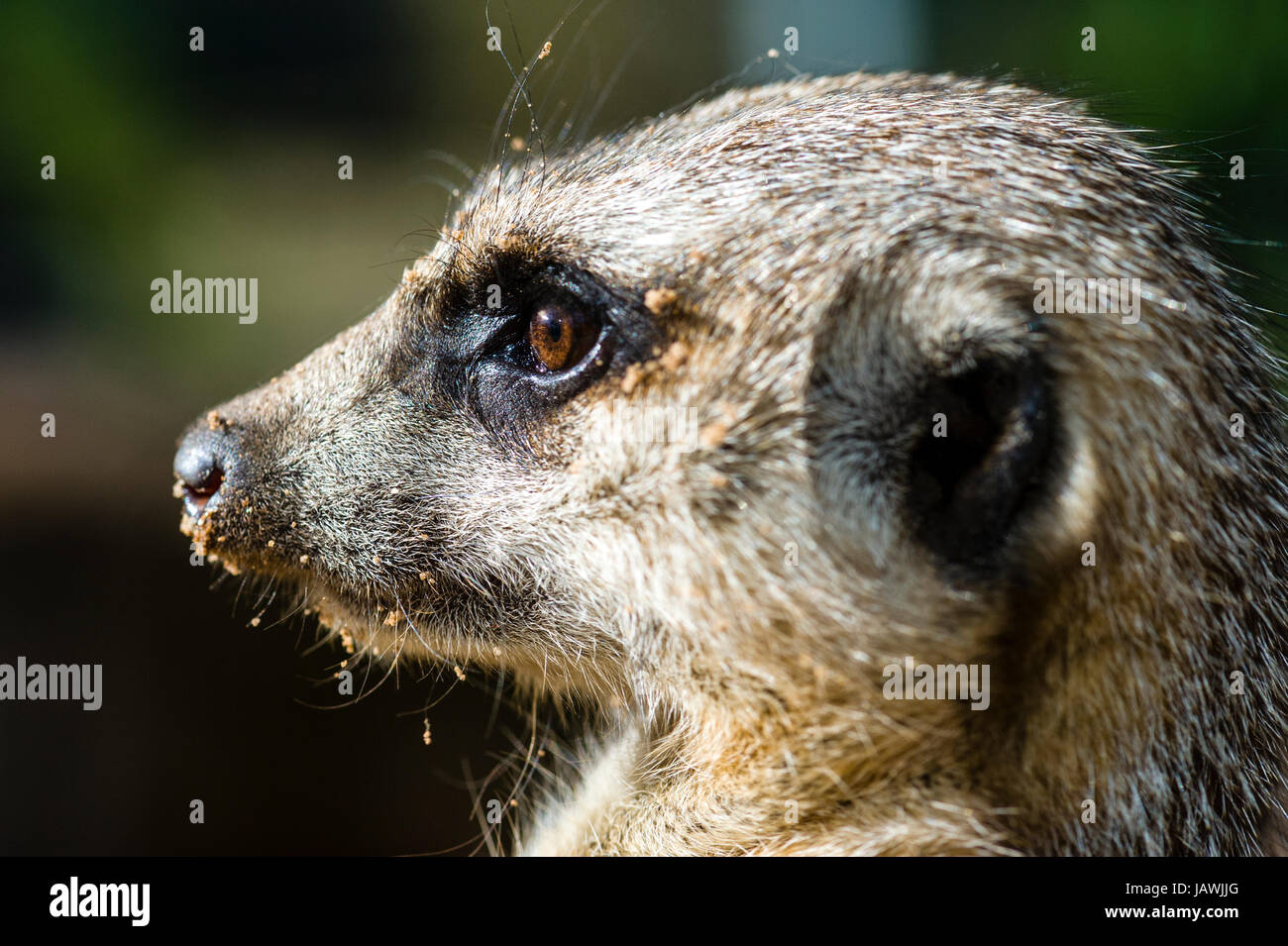 The eye of a Meerkat focussed on something in the distance. Stock Photo