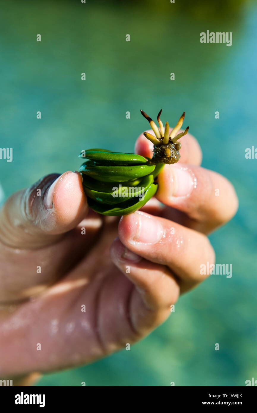 A Grey Mangrove seed pod with small roots erupting. Stock Photo