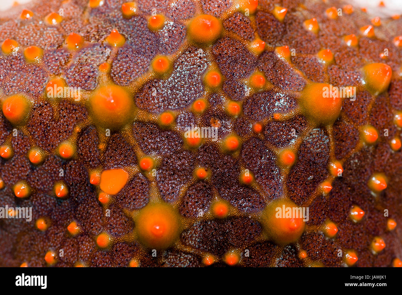 The bright red spiked aboral surface of a Spotted Sea Star. Stock Photo