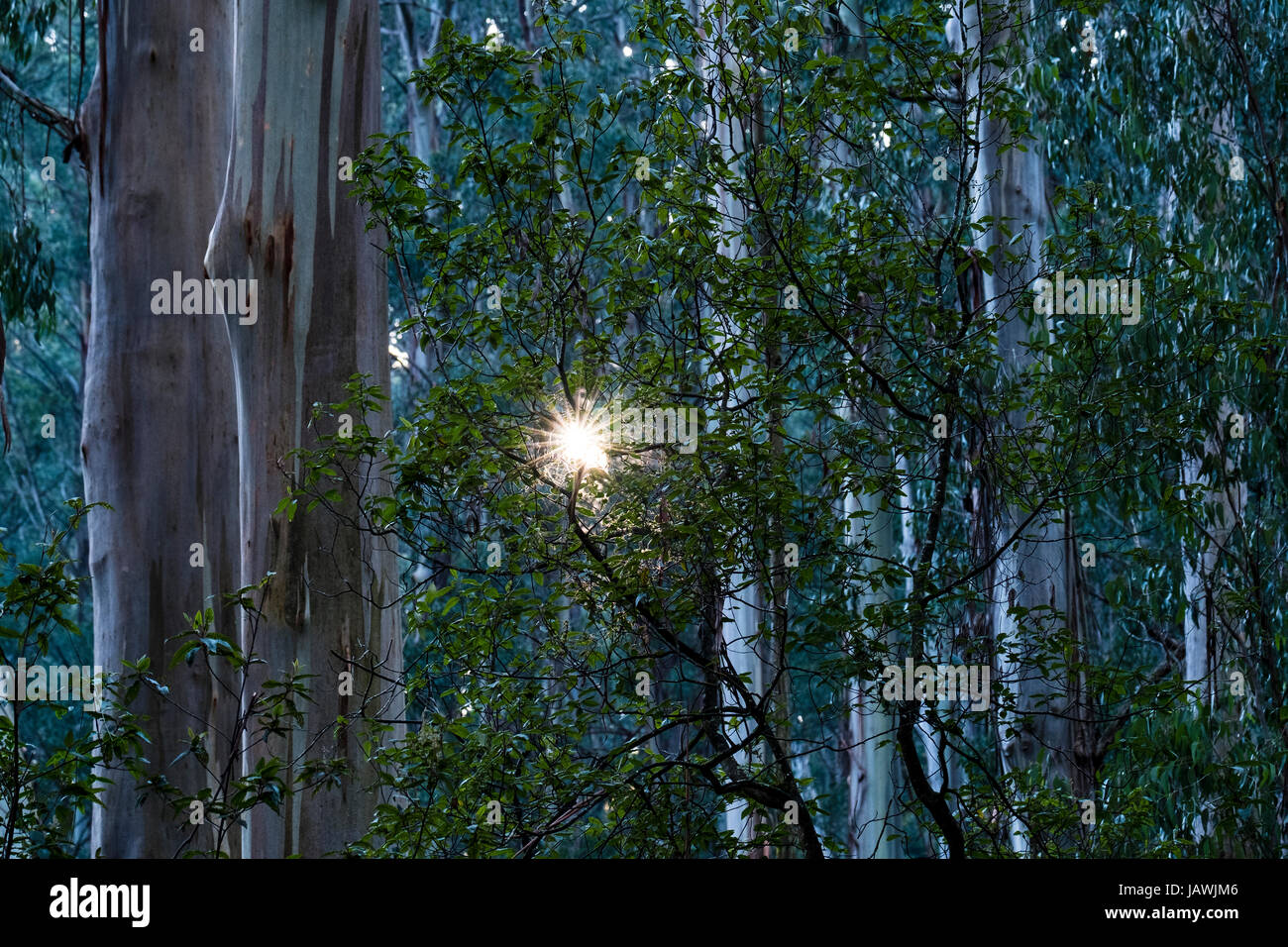 Dappled sunlight filters through the giant trunk of a Mountain Ash forest. Stock Photo