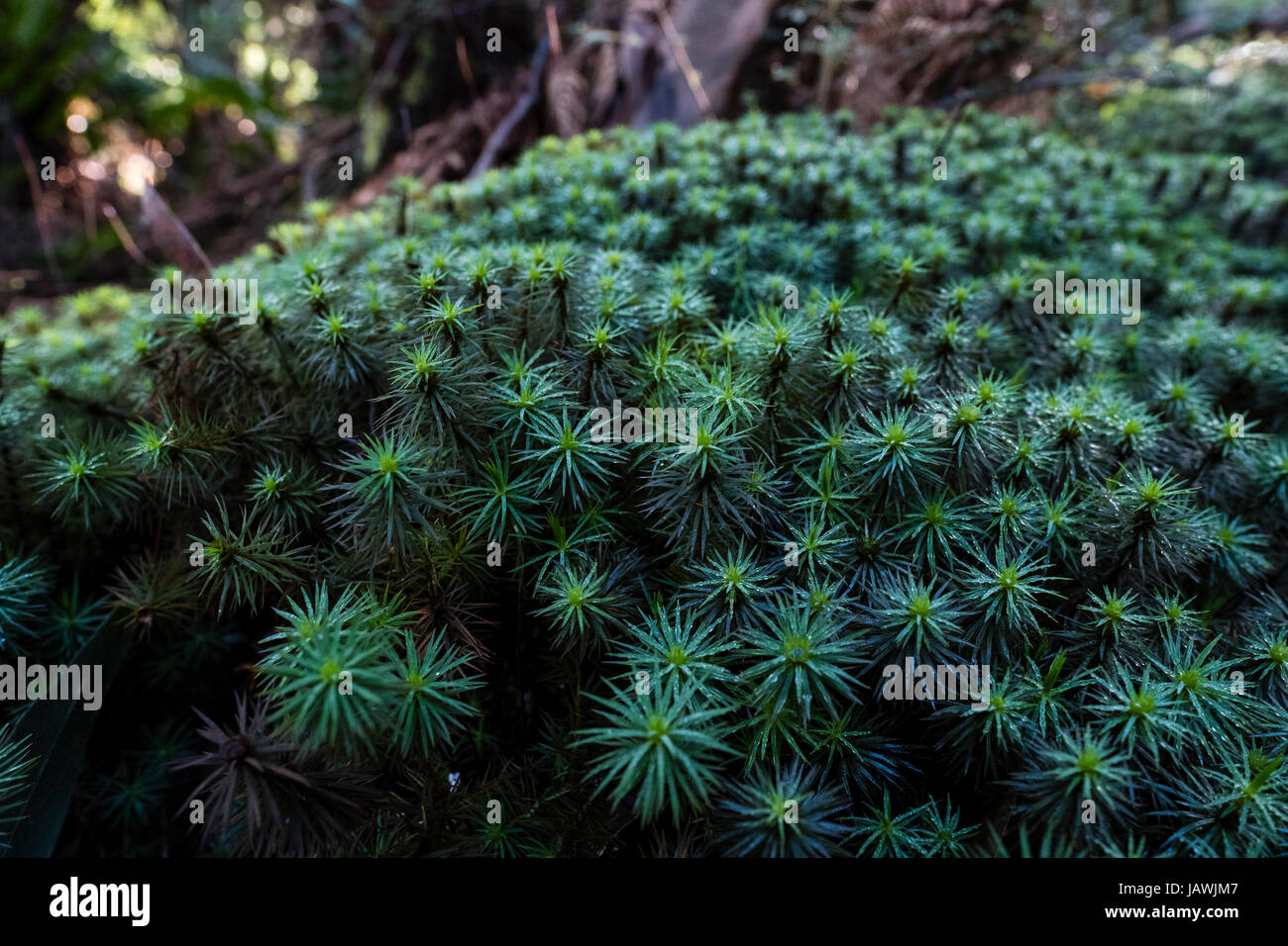 A lush carpet of Giant Moss on the forest floor. Stock Photo