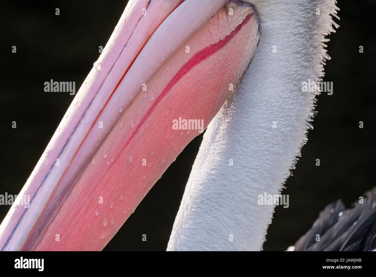 The bright pink flesh of an Australian Pelican bill. Stock Photo
