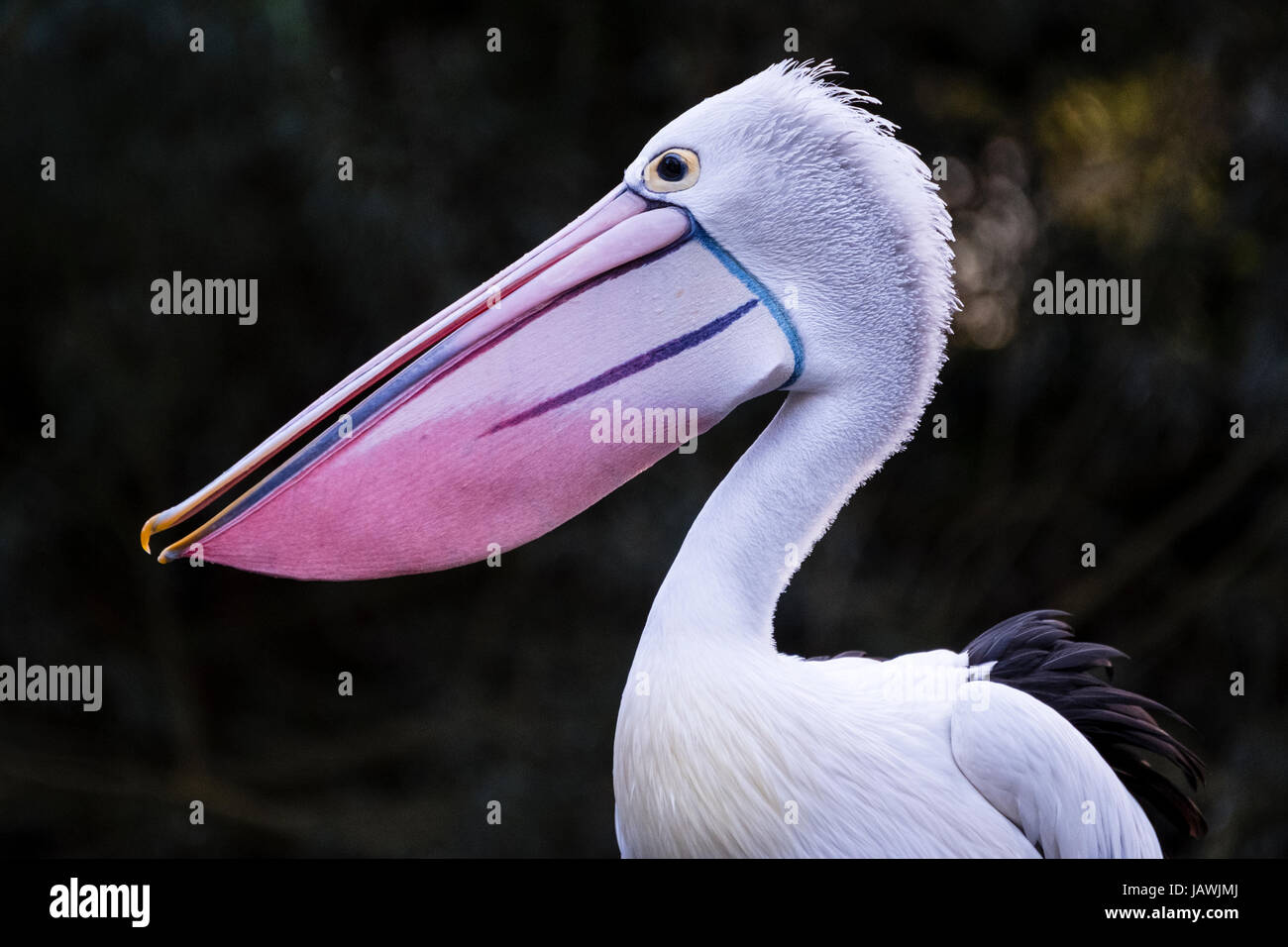 The bright pink flesh of an Australian Pelican bill Stock Photo - Alamy