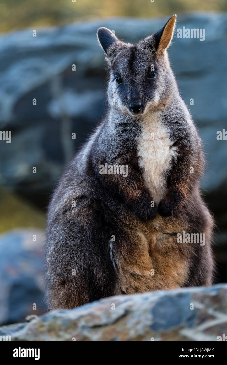 A fury Red-necked Wallaby standing on a rocky outcrop. Stock Photo