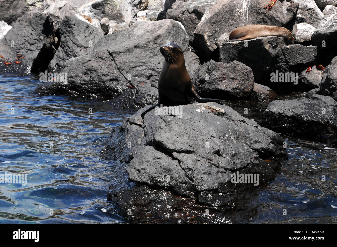 sea lion on galapagos Stock Photo