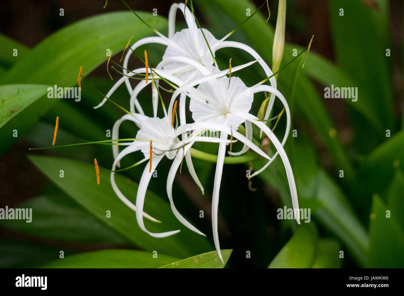 White spider lilly