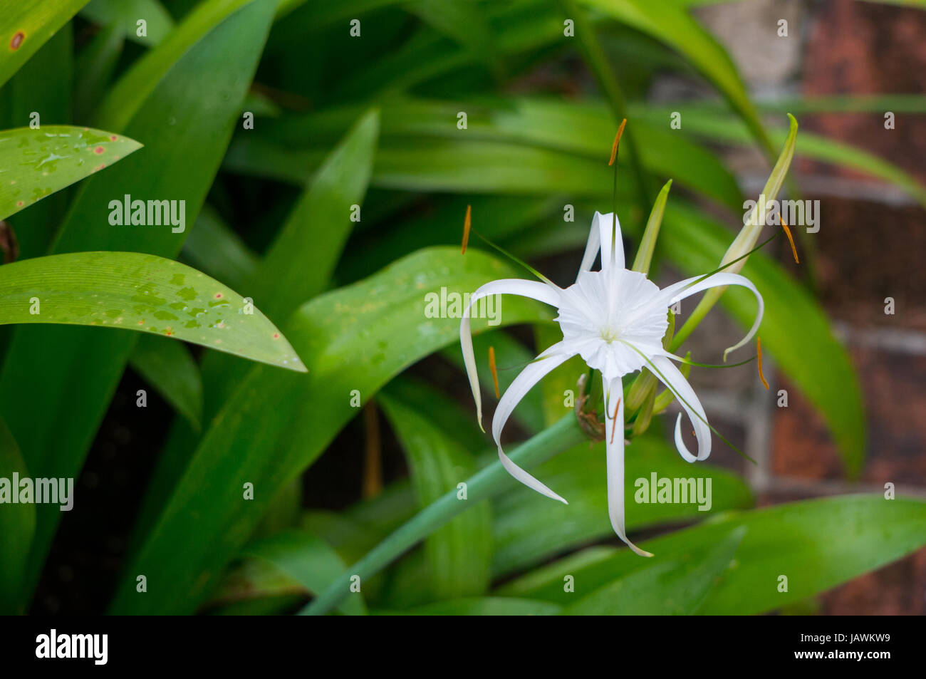 Beach Spider Lily Stock Photo