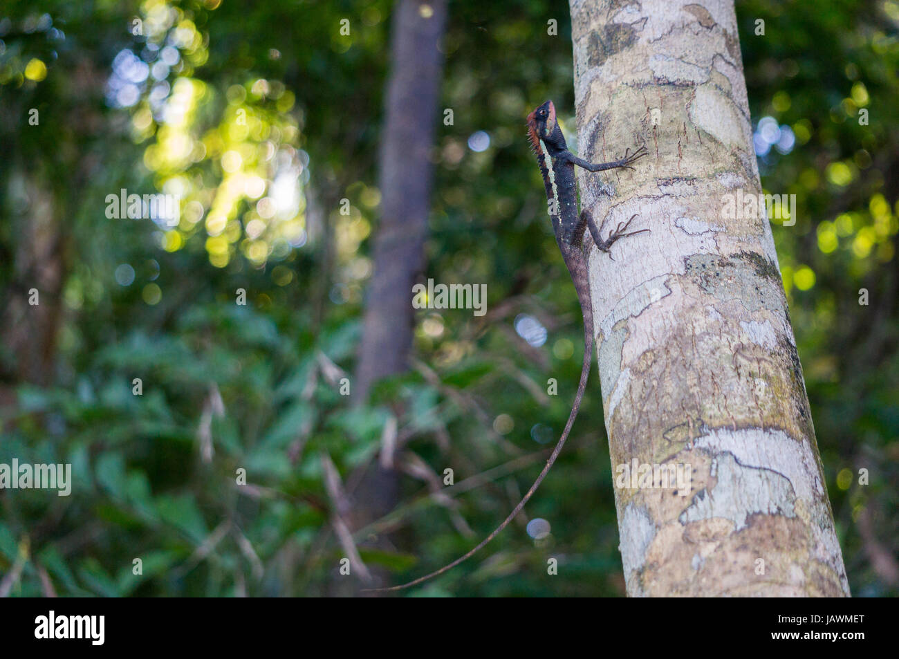 Masked spiny lizard on a tree in Khao Lak - Lamru national park Stock Photo