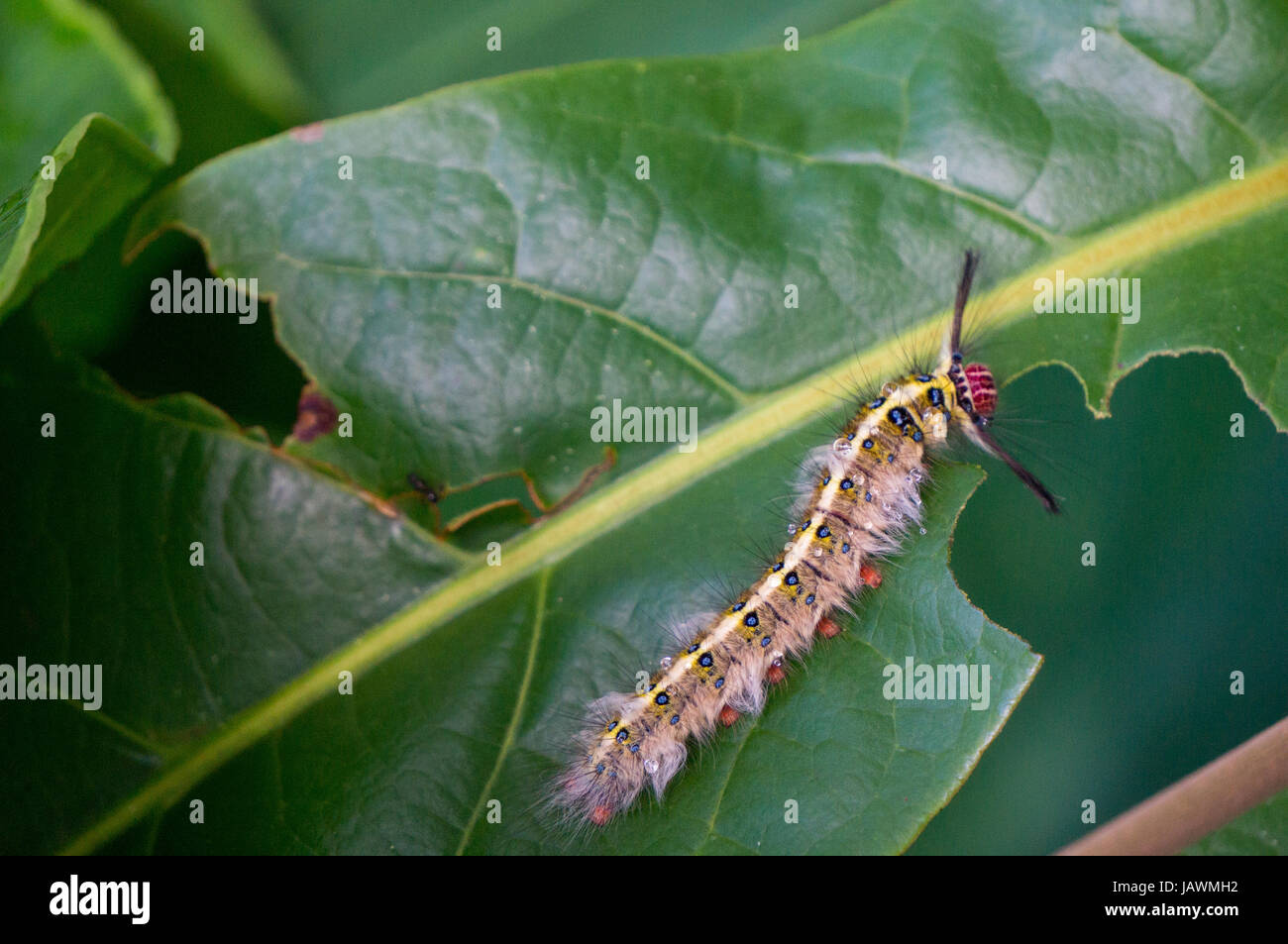Caterpillar eating leaf Stock Photo Alamy