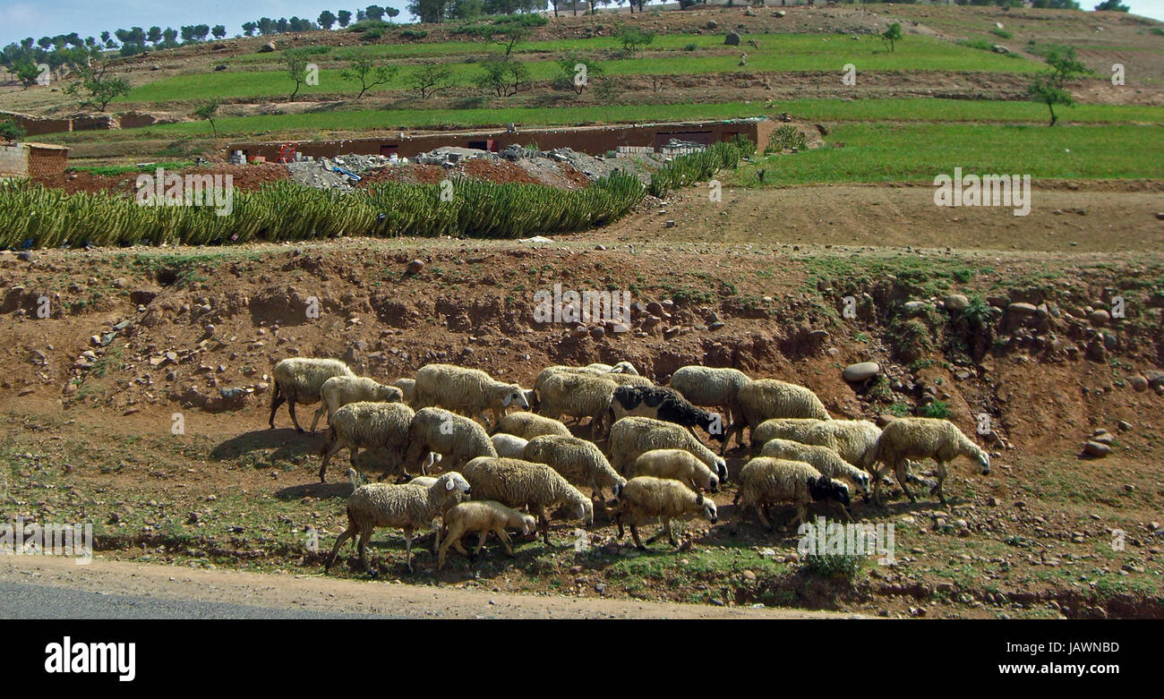 sheep farming mammals Stock Photo