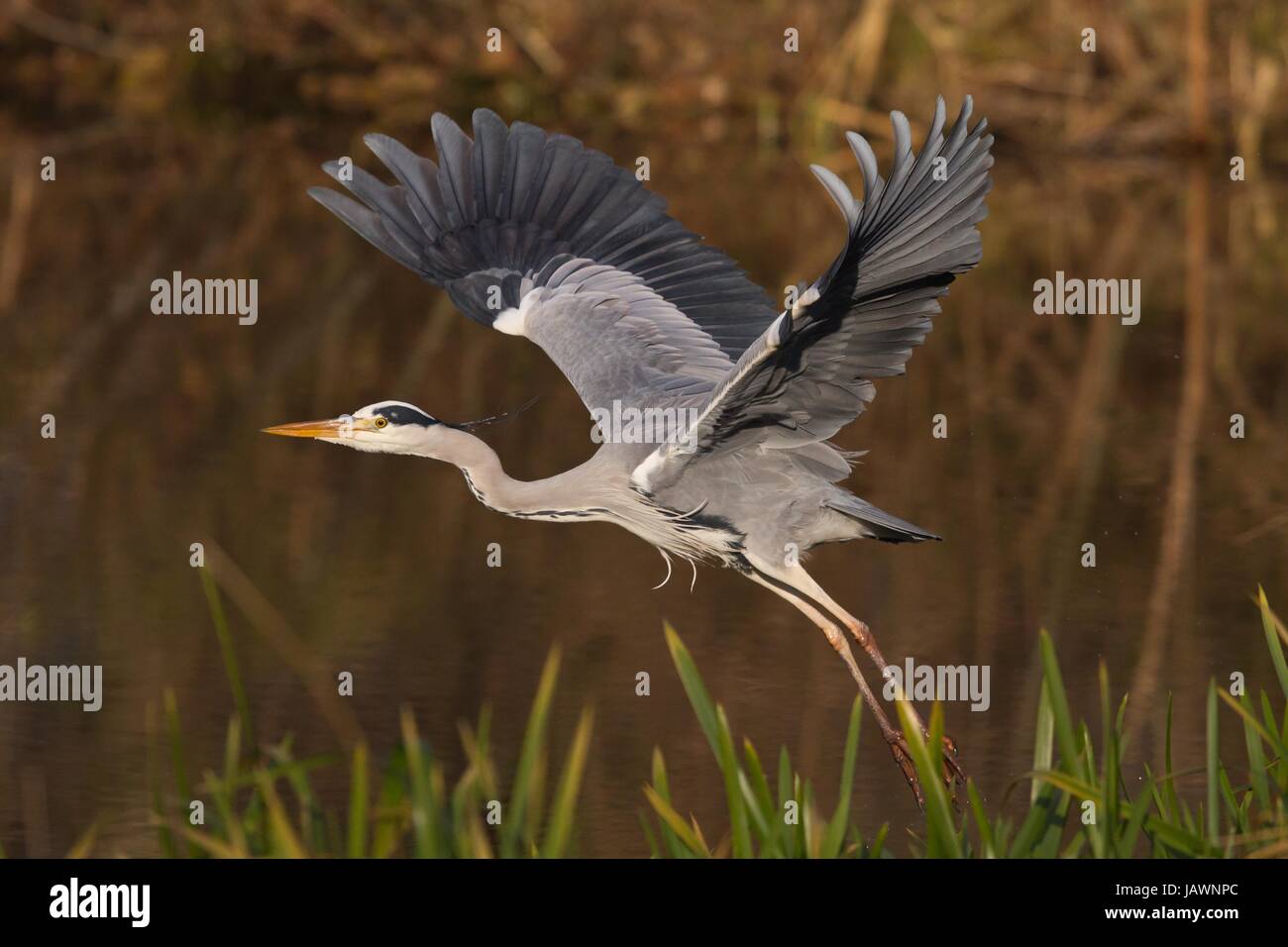 flys flying Stock Photo