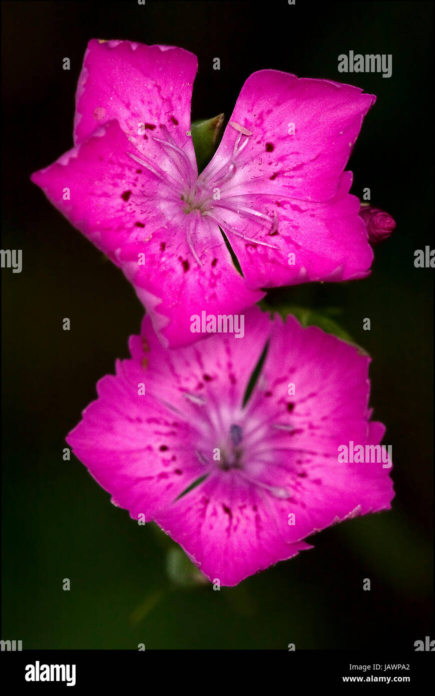 macro close of  a violet pink geranium dissectum cariofillacee in green background Stock Photo