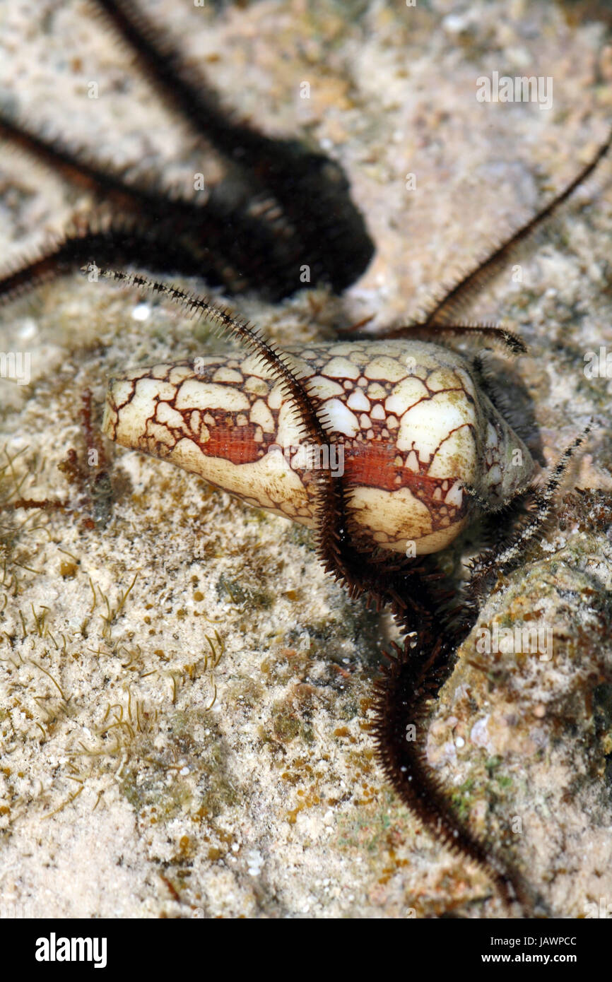 snake starfish with toxic kegelschnecke Stock Photo