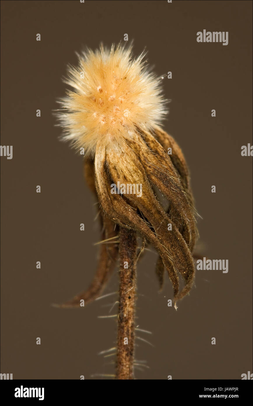 macro close up of a yellow white taraxacum officinale in brown background Stock Photo