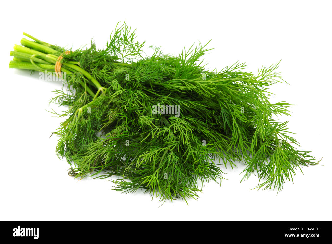 Dill, Pflanze vor weissem Hintergrund als Gewürz für Küche Stock Photo