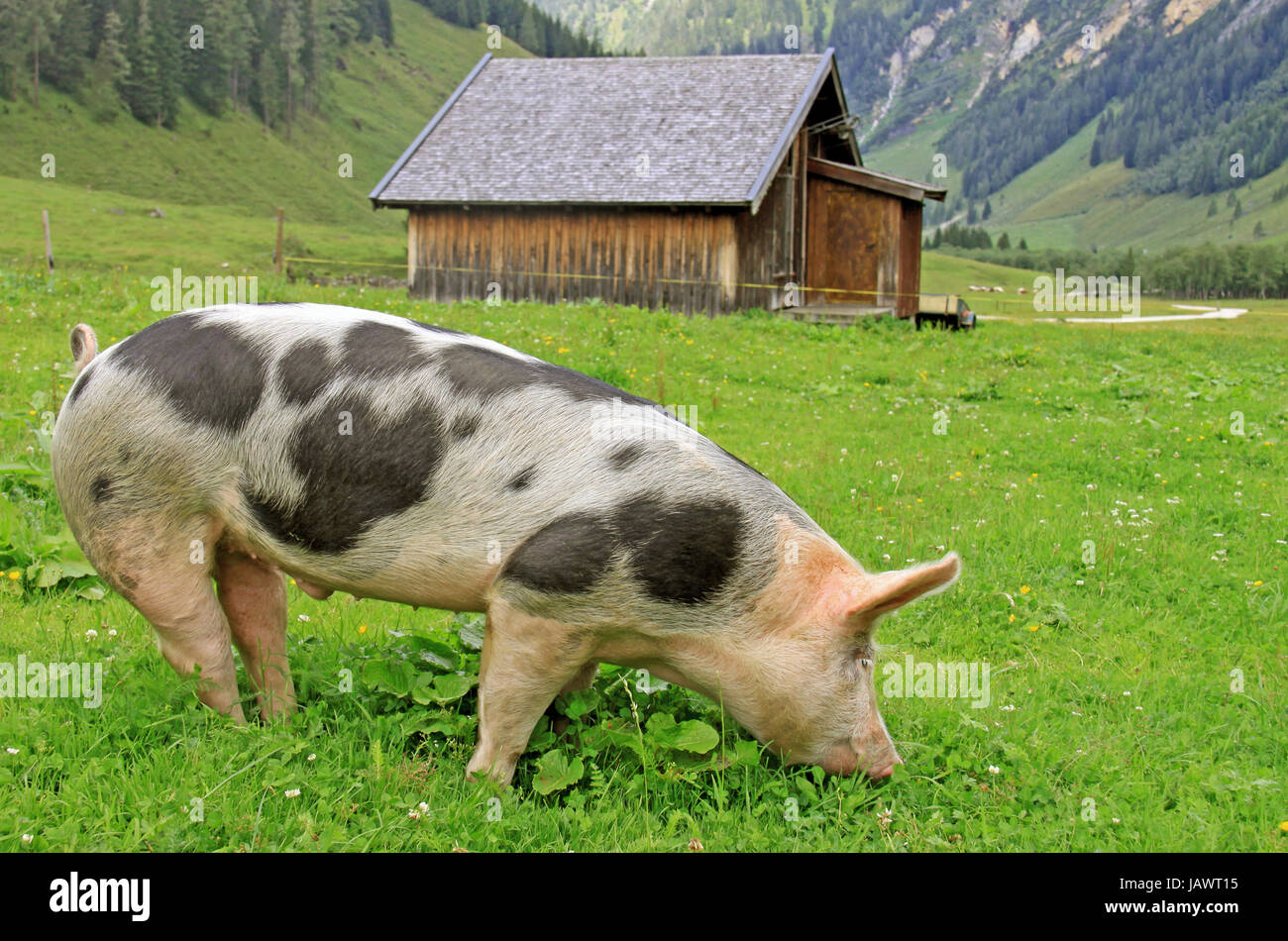 fortunately pig in luck Stock Photo