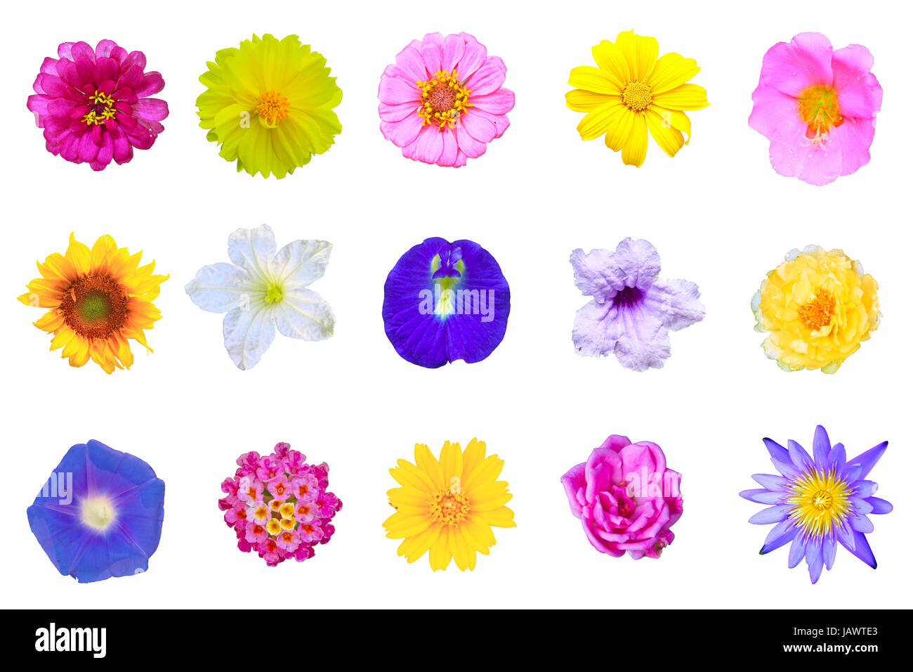 set flowers isolated on white background from Thailand Stock Photo