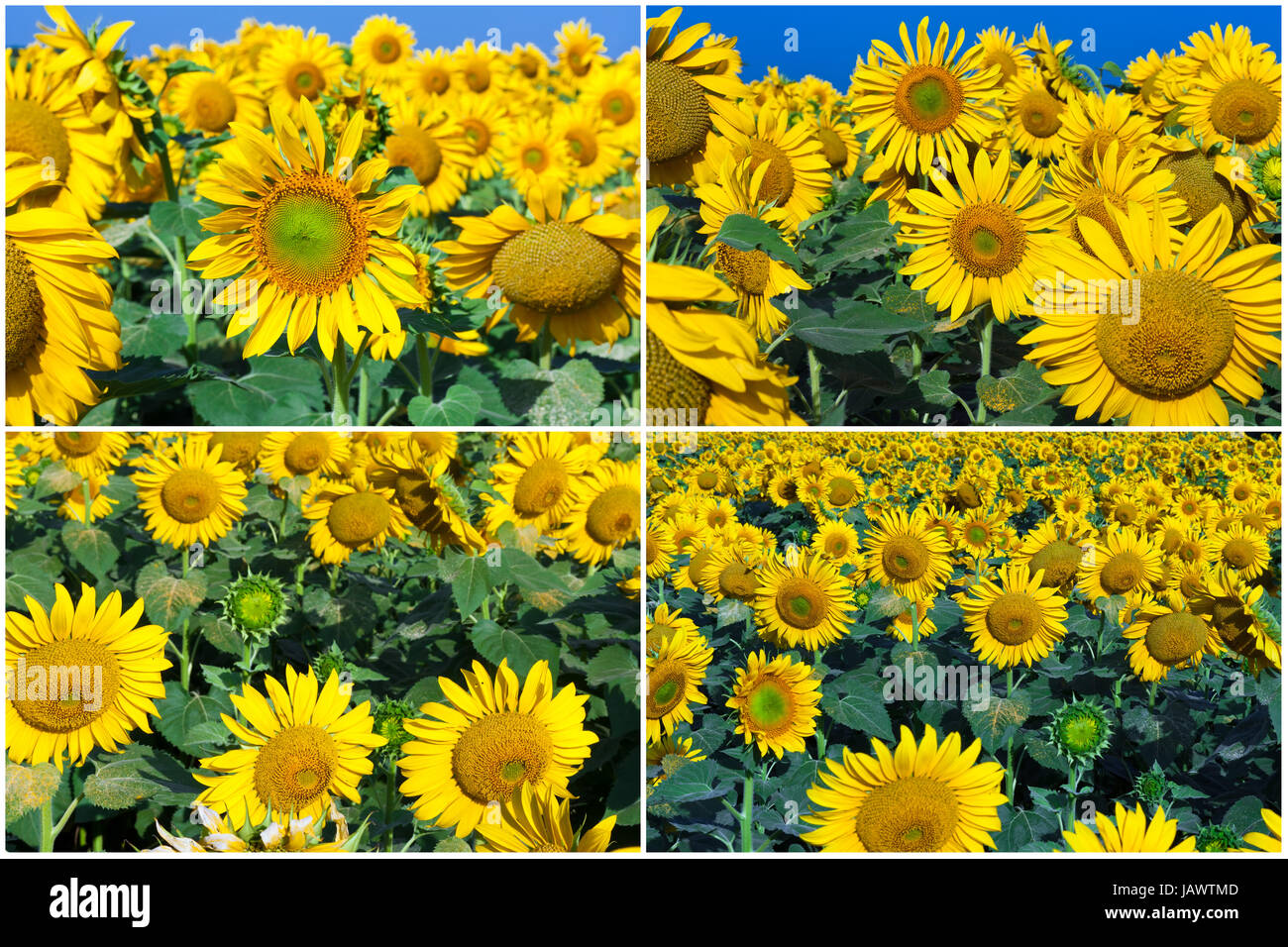 Beautiful blooming field of sunflowers under blue sky Stock Photo - Alamy