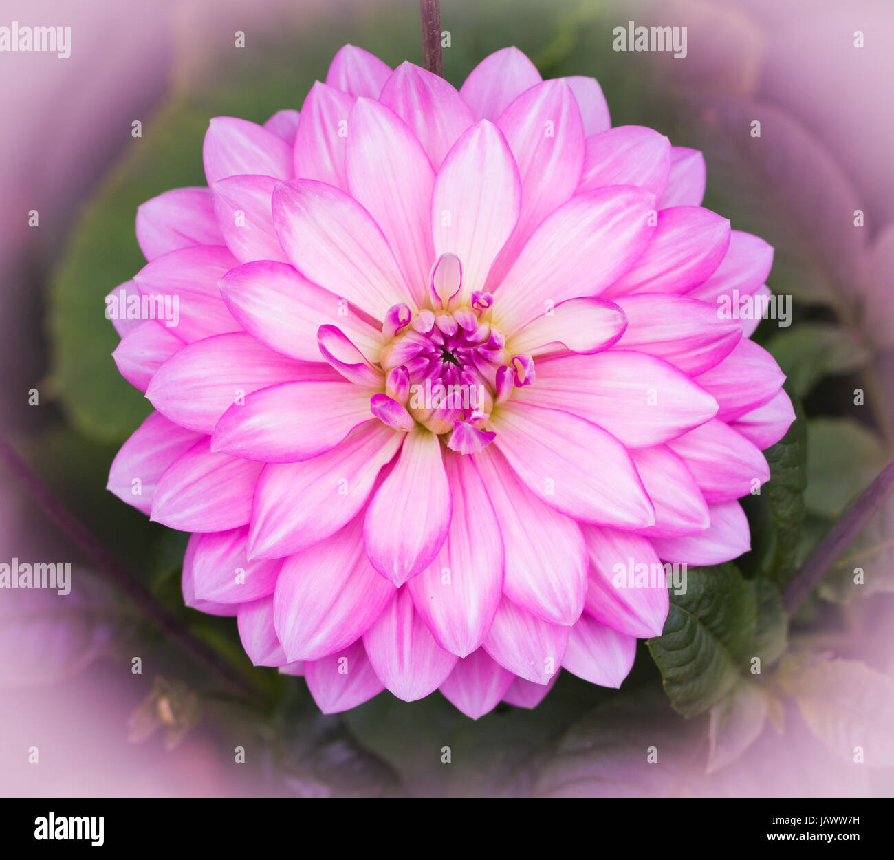 Pink Dahalia flower with white surround. Stock Photo