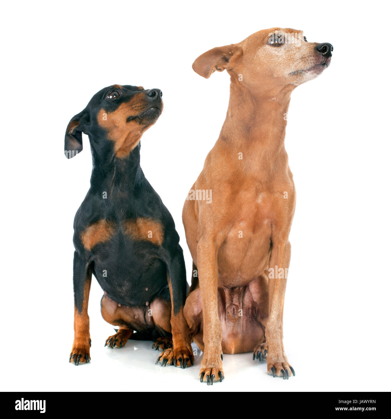 purebred miniature pinschers in front of white background Stock Photo