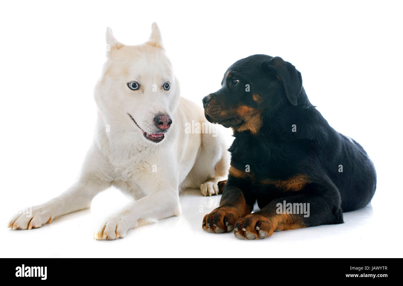 portrait of a beautiful purebred siberian husky and puppy rottweiler ...