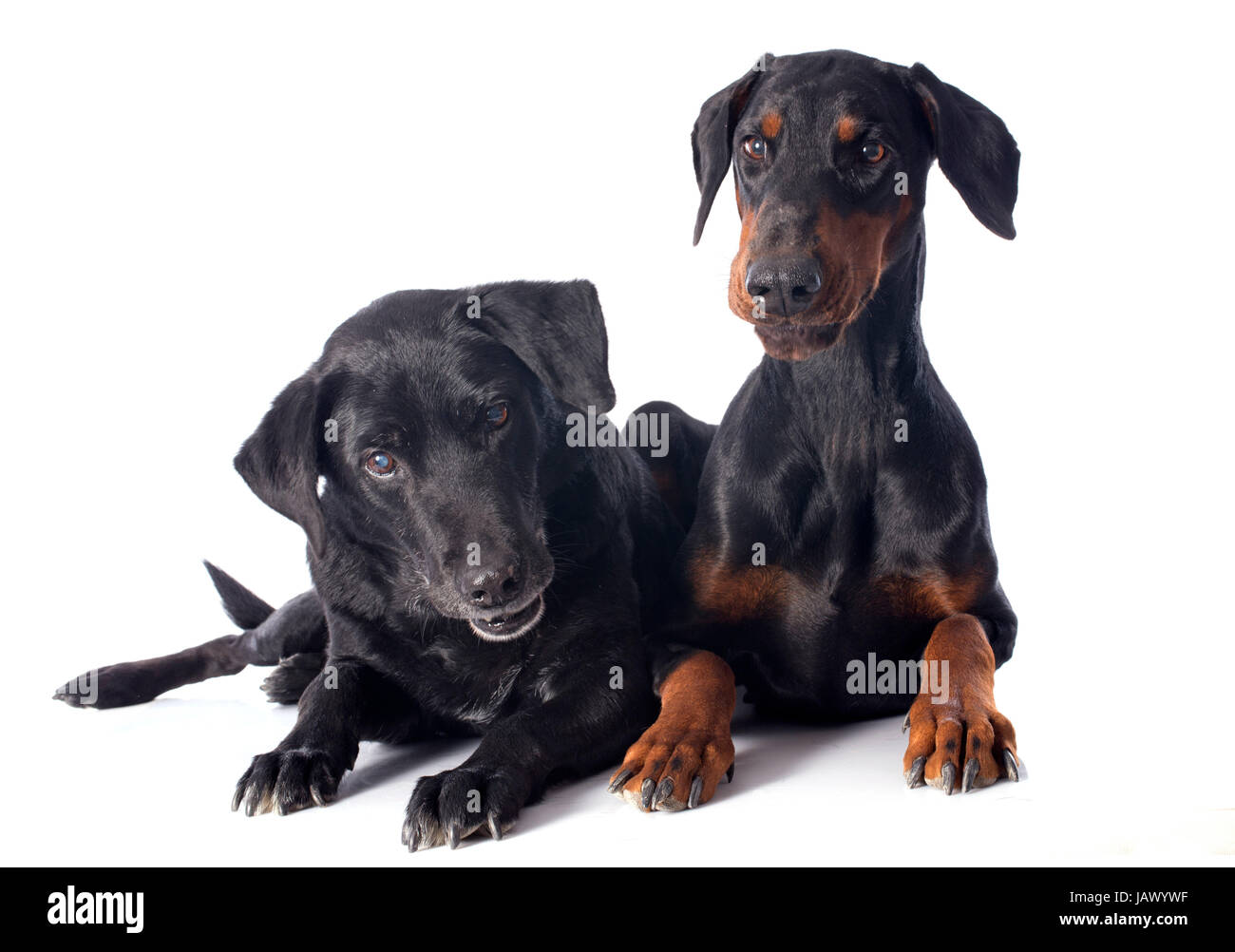 Doberman retriever cheap puppies