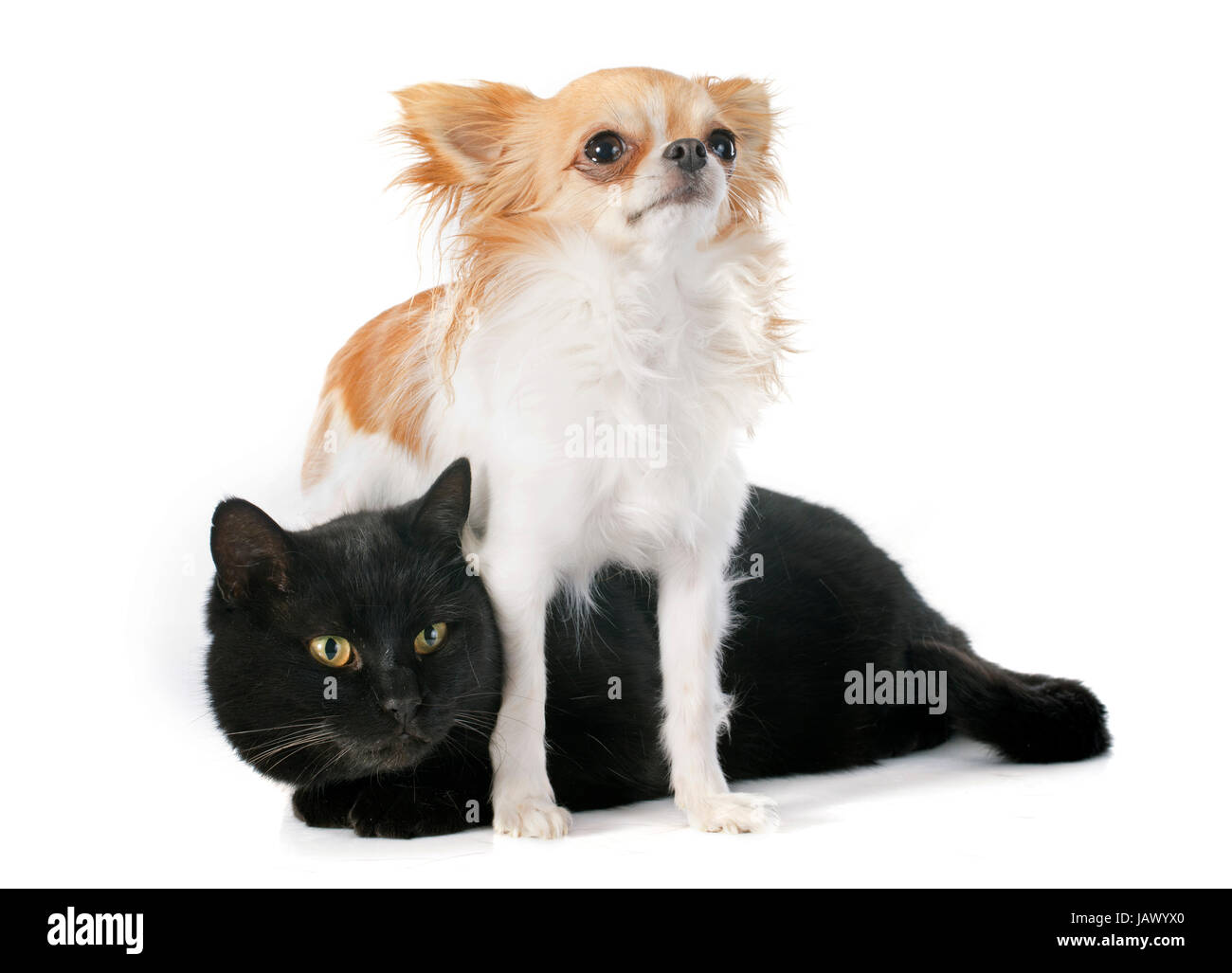 Кошка и собака на белом фоне. Порода кошек чихуахуа. Чихуахуа и кошка. Чихуахуа с кошками отношения. Щенки чихуахуа фото.