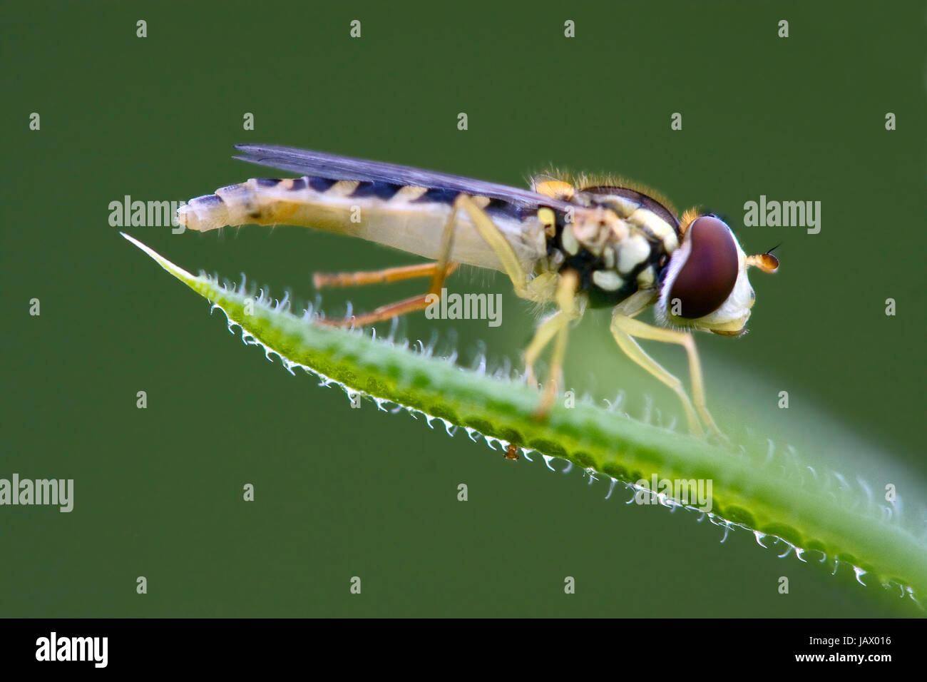 Insect Steam Aerial side view steam hi-res stock photography and images - Alamy