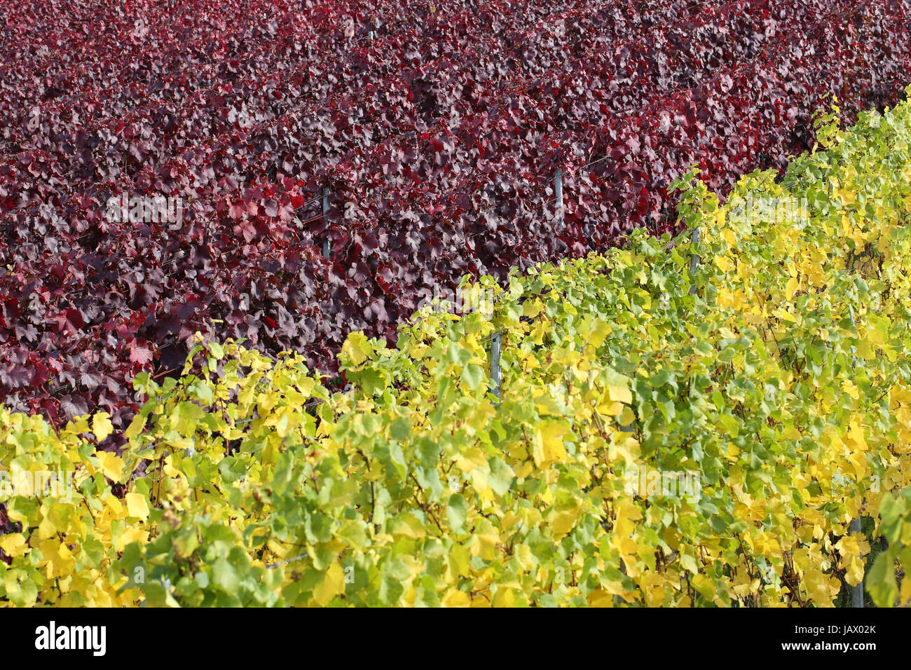 Bunte Weinberge mit Weinreben für Rotwein und Weißwein im Herbst Stock Photo